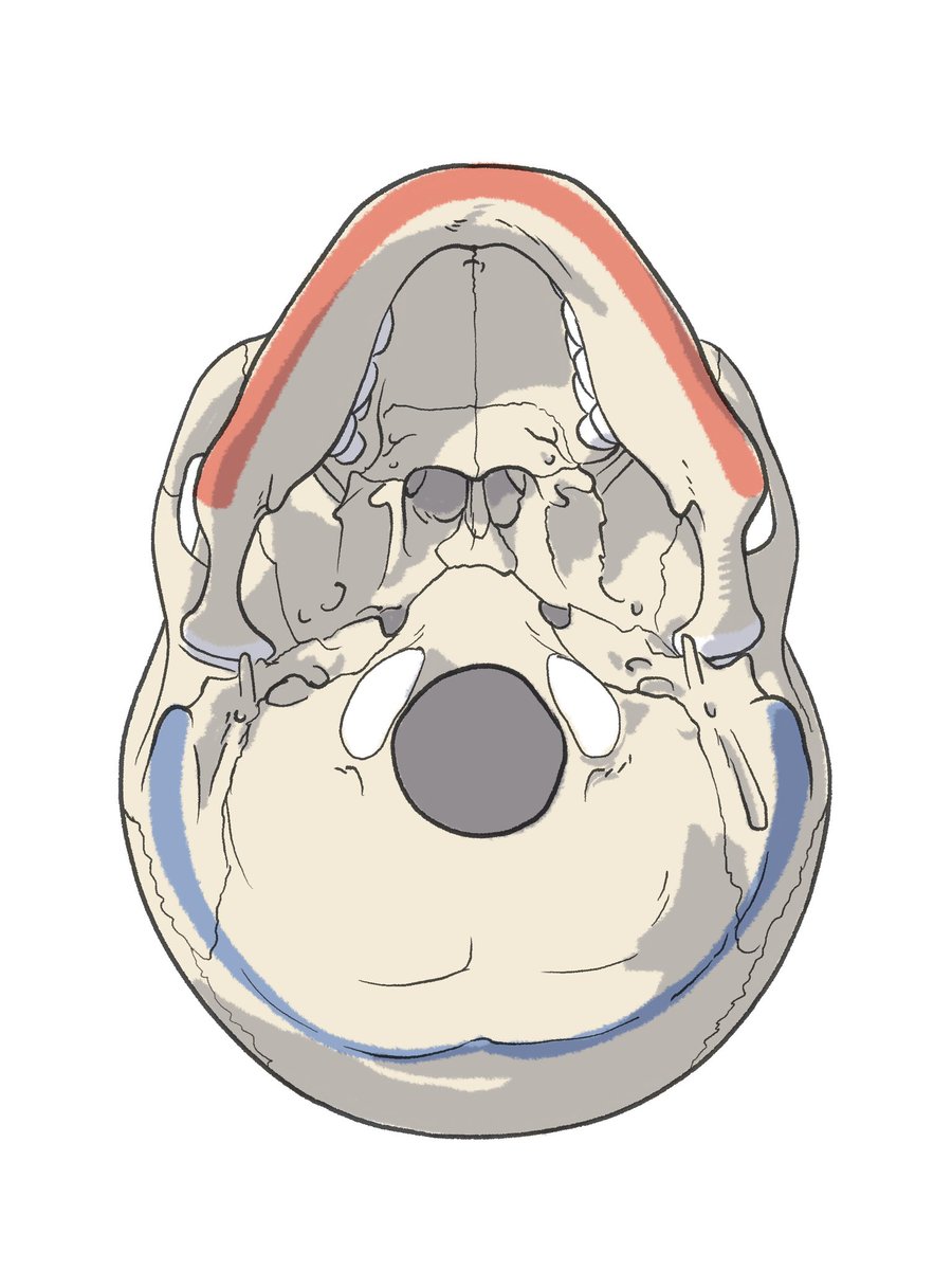 「頭蓋骨の下面のバリエーション。赤:体表から触れる顎のライン、青:体表から触れる後」|伊豆の美術解剖学者のイラスト