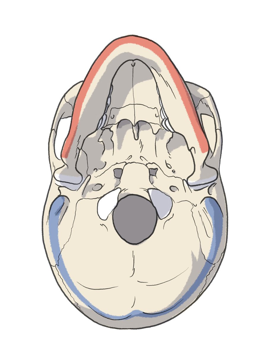 「頭蓋骨の下面のバリエーション。赤:体表から触れる顎のライン、青:体表から触れる後」|伊豆の美術解剖学者のイラスト