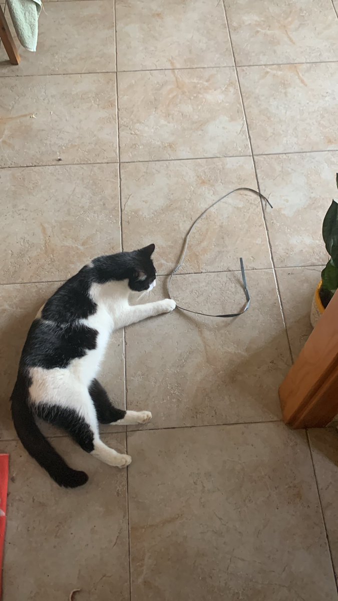 La joguina preferida del meu gat és una brida, o qualsevol plàstic allargat que es mogui raro quan el toca. Últimament va portant brides d’algun lloc que desconec quan torna del carrer. Acaba d’aparèixer amb això.