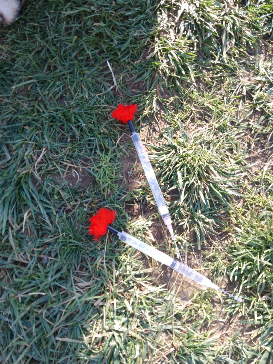 ARKADAŞLAR BU ZEHİRLİ İĞNELERİ ATANLARI  İNŞALLAH BULACAĞIZ RESİMLER  EMNİYETE VERİLDİ ŞİMDİ HANGİ BELEDİYE YE AYİT ARAŞTIRILACAK SORUŞTURMA DEVAM EDİYOR BENDE TEKRAR GELME İHTİMALLERİNE KARŞI DEYİŞİK GİZLİ YERLERE KAMARA KOYDUM #ALİYERLİKAYA.   #SokakHayvanlarıSahipsizDeğil