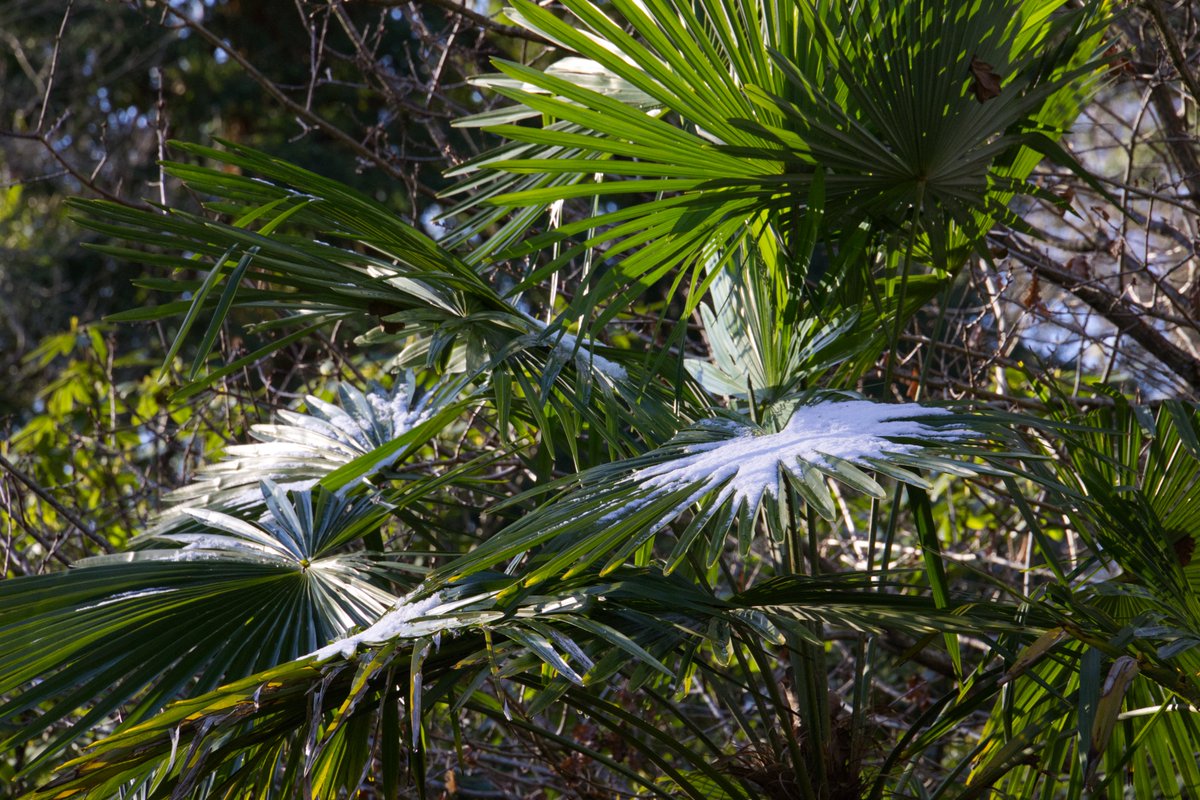 Glittery frosts and life-affirming sunshine means there are no hints of #BlueMonday here at #sheffieldpark 🌞❄️

#winter #winterwalks #getoutside #nature #everyoneneedsnature #everybodyneedsnature #nationaltrust #january 

📸 National Trust/Laurence Perry