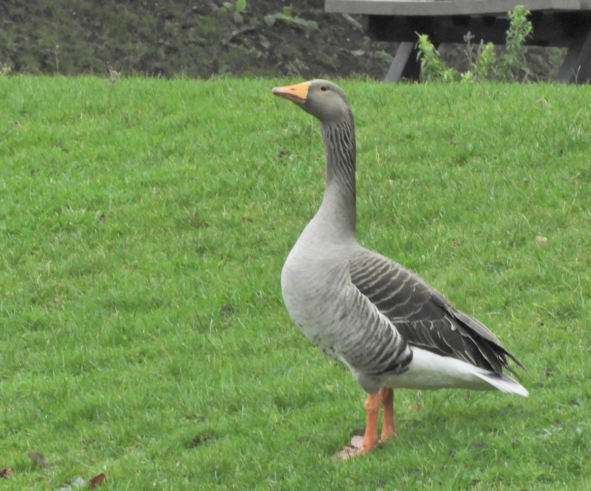 Phil Bull tweet media