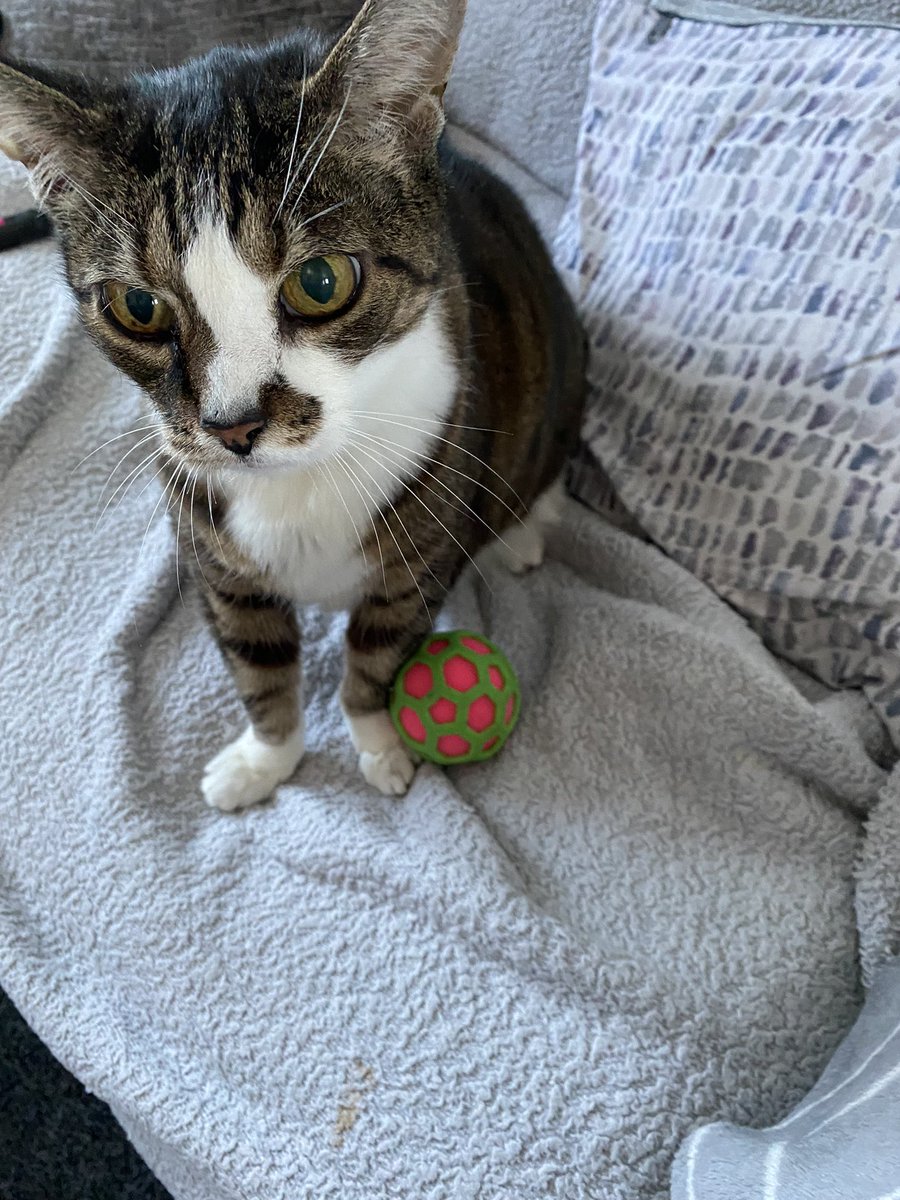DonutXavi's tweet photo. Jasper and her ball (she doesn’t care for it) https://t.co/rROumZdFd7