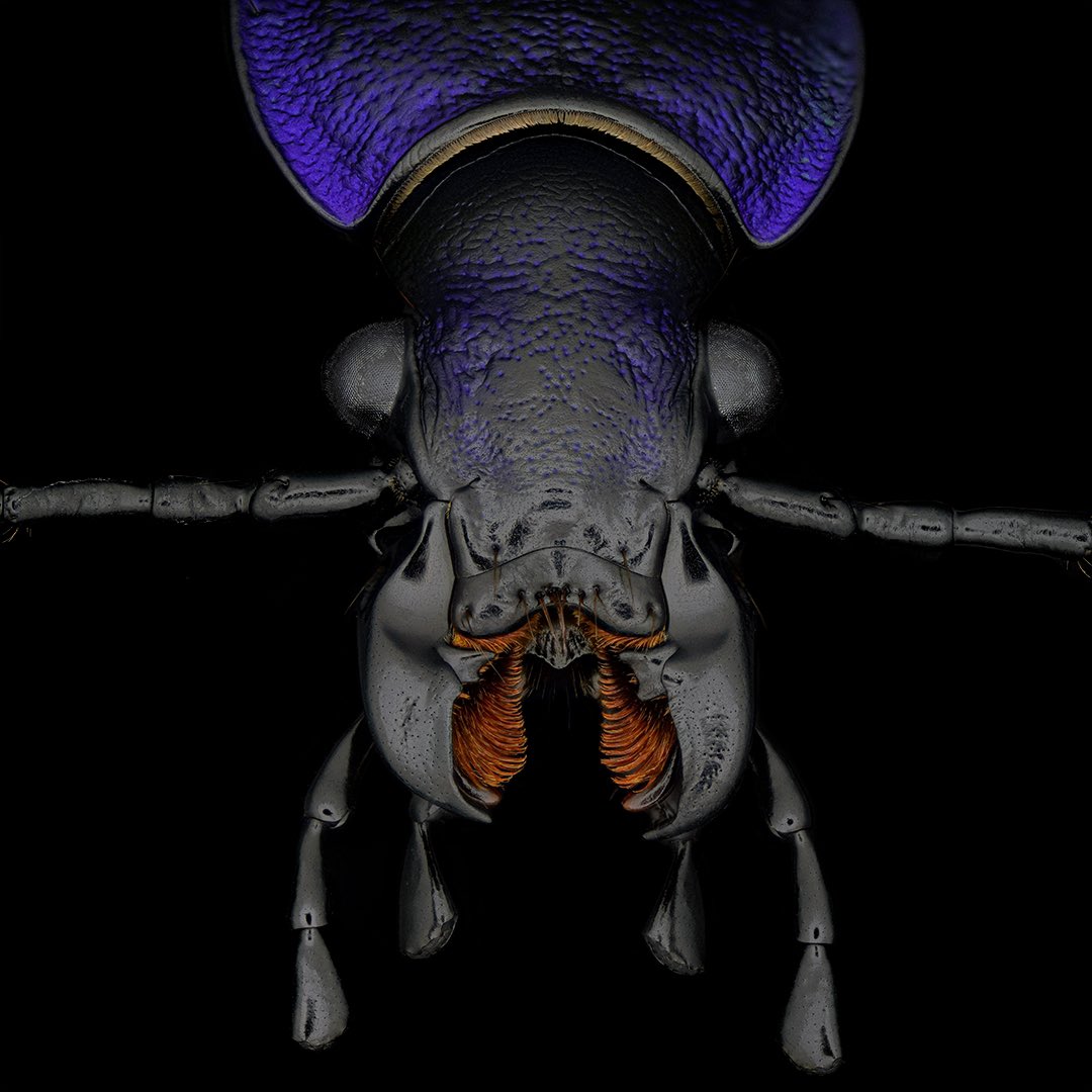 sagaOptics's tweet photo. Ground beetle, Carabus problematicus. Perfect for the #bluemonday #bluebugs on the 3rd Monday of the the year. Some technical informations about the shot today: With the right lighting, black parts can also be clearly seen against a black background. The different reflections of the surfaces are used here. With additional lateral lighting, the diffuser is reflected in the surfaces and clearly stands out from the background. 

#carabus #carabusproblematicus #groundbeetle #beetle #coleoptera #biodiversität #biodiversity #makro #macrophotography #stacking #käfer #laufkäfer