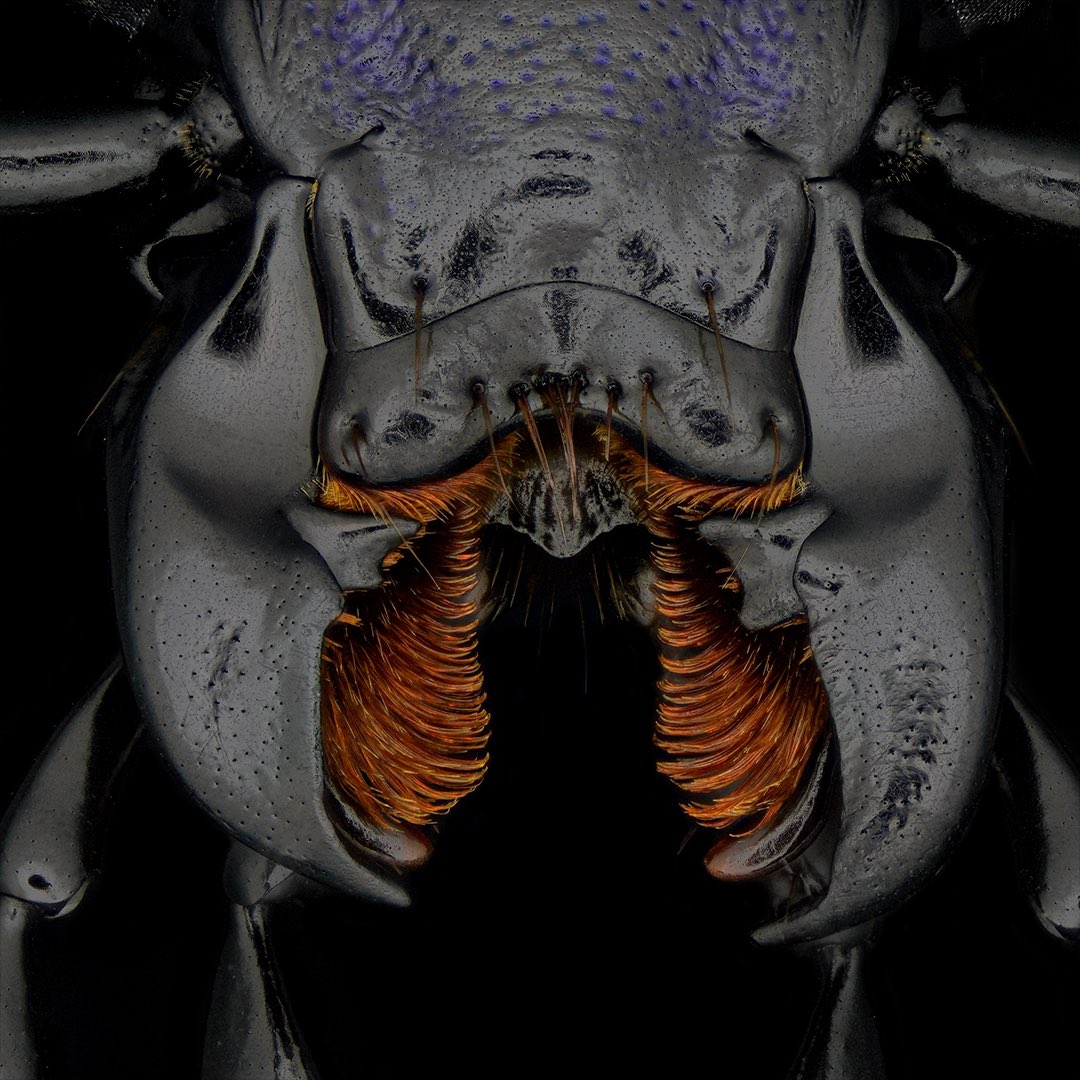sagaOptics's tweet photo. Ground beetle, Carabus problematicus. Perfect for the #bluemonday #bluebugs on the 3rd Monday of the the year. Some technical informations about the shot today: With the right lighting, black parts can also be clearly seen against a black background. The different reflections of the surfaces are used here. With additional lateral lighting, the diffuser is reflected in the surfaces and clearly stands out from the background. 

#carabus #carabusproblematicus #groundbeetle #beetle #coleoptera #biodiversität #biodiversity #makro #macrophotography #stacking #käfer #laufkäfer