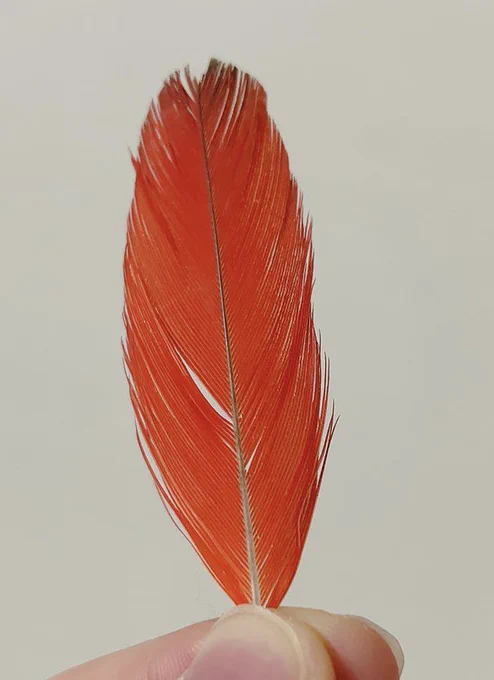 家の鳥の羽根の色フェニックスみがある