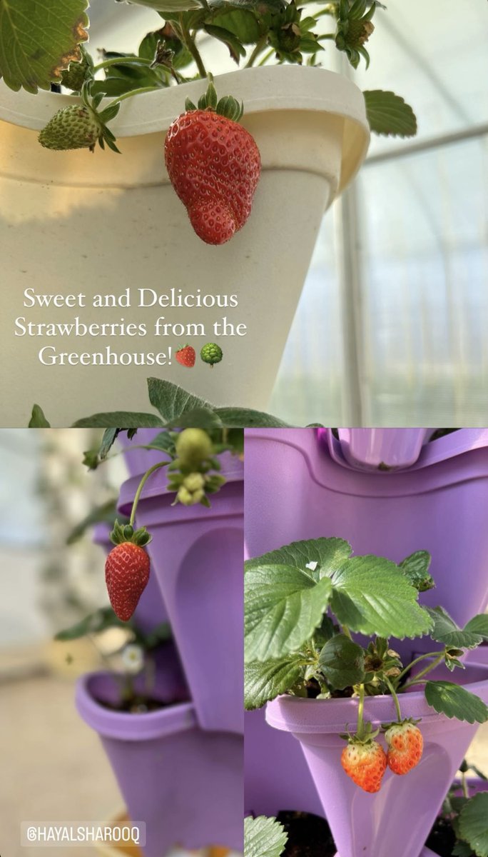 Sweet and Delicious Strawberries from the Greenhouse!🍓🌳
<a href="/HayAlSharooq/">HayAlSharooq</a>