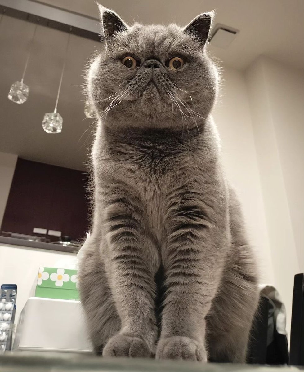 ginto1818's tweet photo. なんか圧が強い😅

#エキゾチックショートヘア #ねこすたぐらむ #ねこのいる生活
#猫のいる暮らし #猫好きさんと繋がりたい #ねこのきもち #pecoねこ部 #サンデイ #catsta https://t.co/MVYphsTqgl