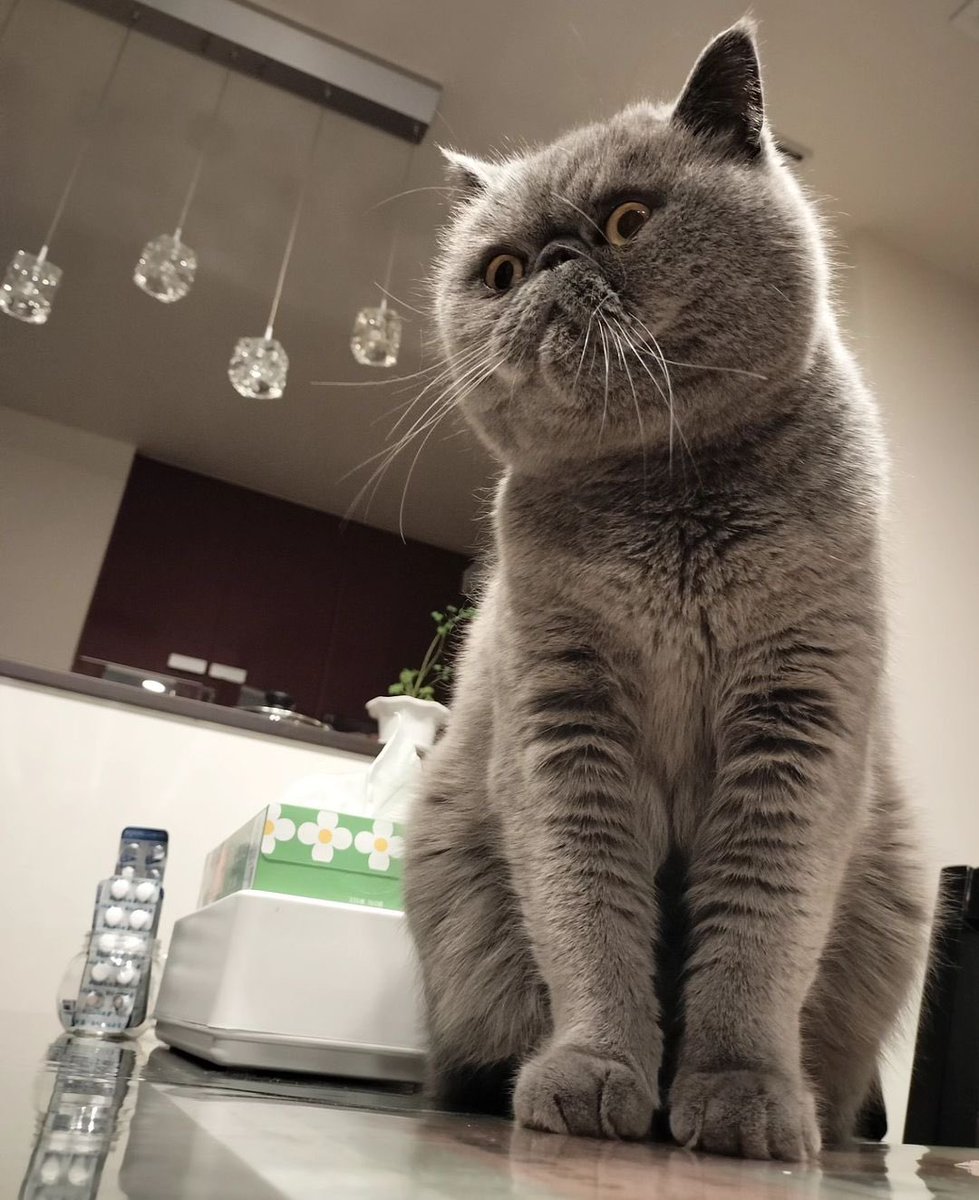 ginto1818's tweet photo. なんか圧が強い😅

#エキゾチックショートヘア #ねこすたぐらむ #ねこのいる生活
#猫のいる暮らし #猫好きさんと繋がりたい #ねこのきもち #pecoねこ部 #サンデイ #catsta https://t.co/MVYphsTqgl