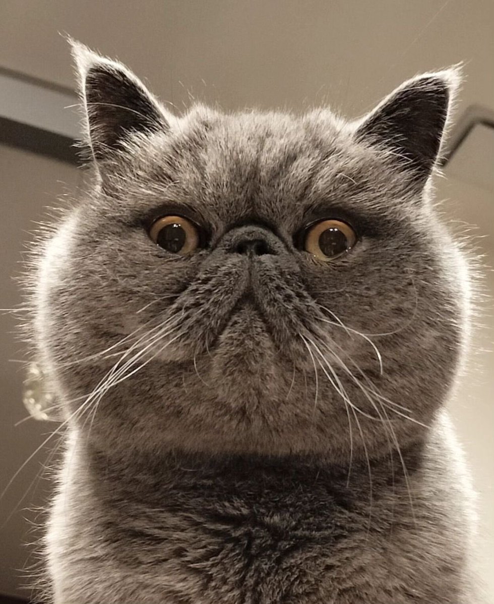 ginto1818's tweet photo. なんか圧が強い😅

#エキゾチックショートヘア #ねこすたぐらむ #ねこのいる生活
#猫のいる暮らし #猫好きさんと繋がりたい #ねこのきもち #pecoねこ部 #サンデイ #catsta https://t.co/MVYphsTqgl