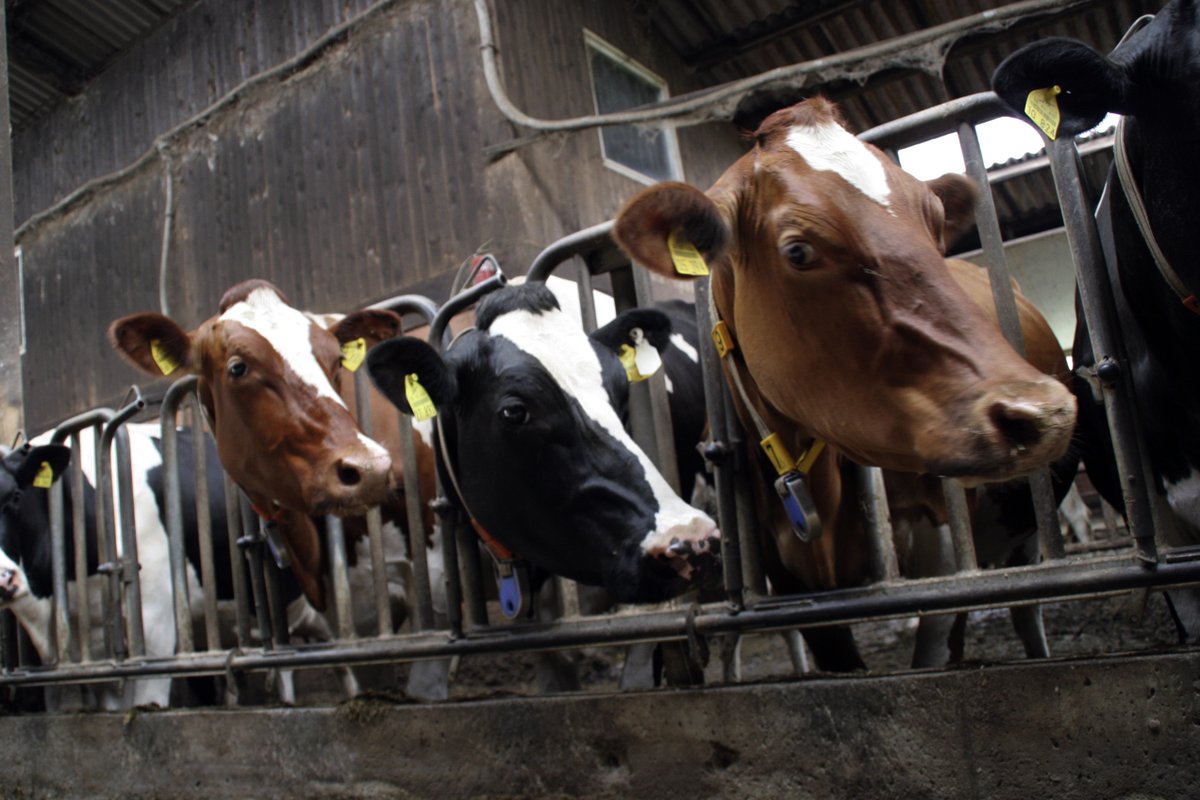 corporateeurope's tweet photo. Check out our new complaint to EU lobby register re: unregistered lobbying by European Livestock Voice, which has also undermined #FarmtoFork strategy.
Complaint follows @DeSmog report
https://t.co/vATQyigjjK https://t.co/Qh8iNB72Fm