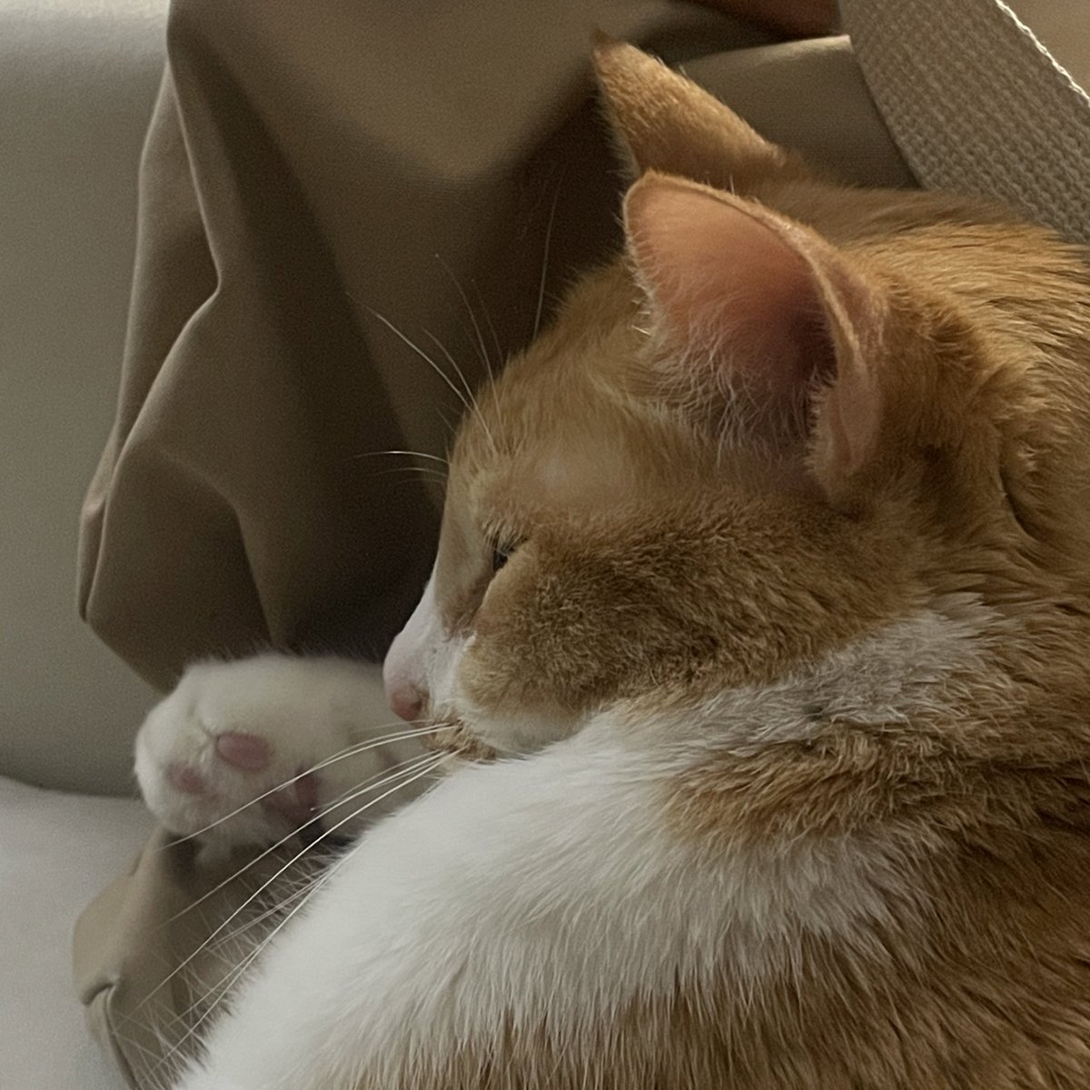 ddubicat's tweet photo. 누나잠들먄안돼
진실게임하ㅈ......zzz...... https://t.co/D19WPLyeP2