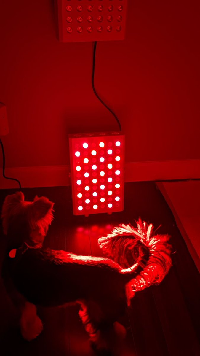 EricYL1's tweet photo. Yorkie love it too!
I absolutely love Mcwofi panel. Right now I have two of them and I use them to get my full body red light therapy. Is my favorite part of the day . It helps me with inflammation, sleep cycles, mood  an many other things . Even my Yorkie love's it . https://t.co/Jr6oZoYrt8