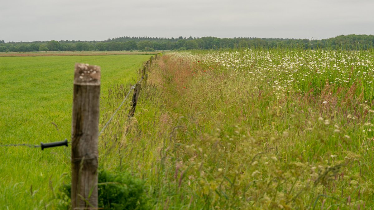 ProvDrenthe's tweet photo. Rondom Norg nemen boeren en burgers maatregelen om de biodiversiteit te vergroten. Hoe zij dat doen? Lees het hier ➡️ https://t.co/F7kujuRXek https://t.co/2WleHWYXSm