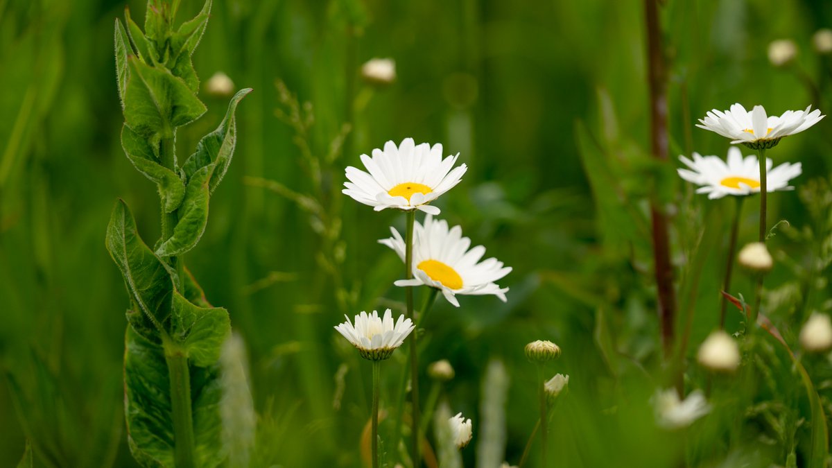 ProvDrenthe's tweet photo. Rondom Norg nemen boeren en burgers maatregelen om de biodiversiteit te vergroten. Hoe zij dat doen? Lees het hier ➡️ https://t.co/F7kujuRXek https://t.co/2WleHWYXSm