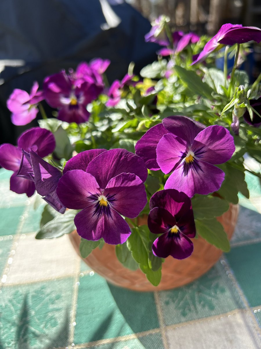 #MagentaMonday is a beautiful pot of violas on my patio table. I’m probably the only one that does this , but I keep a tablecloth on that table. I love alfresco dining.😃

#Gardening #Flowers #violas #FlowerPhotography #GardeningTwitter #Plants #PatioLife #WinterFlowers #GYO