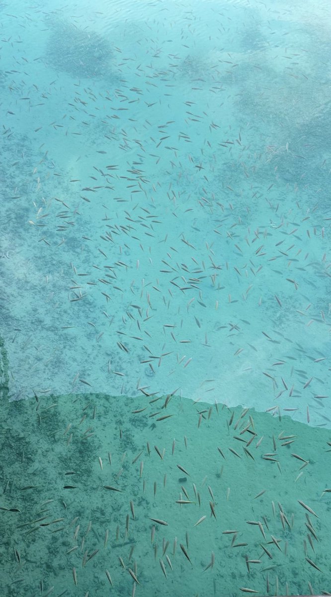 SaudiNewsFR's tweet photo. Depuis la Côte Ouest du Royaume d'#Arabie_Saoudite:

📸 La mer est si propre et claire que vous pouvez clairement voir les poissons et les récifs coralliens https://t.co/k7yAhdQF9U