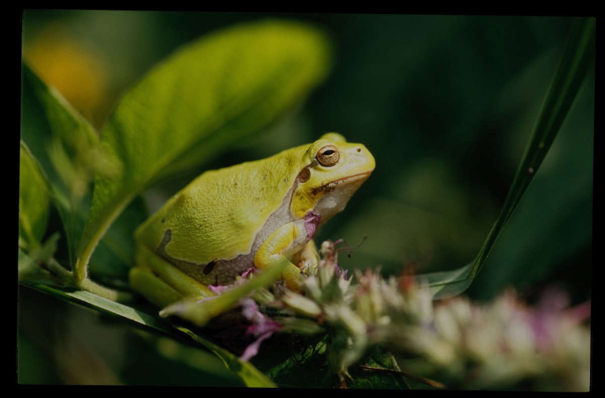 Stockholm University (@stockholm_uni) on Twitter photo Genetic diversity is essential for species to adapt to climate change. New study in <a href="/NatureEcoEvo/">NatureEcoEvo</a> shows that efforts to monitor genetic diversity in Europe are insufficient. A new approach is needed, and Sweden can set an example <a href="/LindaLaikre/">Linda Laikre</a> <a href="/Zoology_SU/">Department of Zoology</a>
su.se/english/news/i… Genetic diversity is essential for species to adapt to climate change. New study in <a href="/NatureEcoEvo/">NatureEcoEvo</a> shows that efforts to monitor genetic diversity in Europe are insufficient. A new approach is needed, and Sweden can set an example <a href="/LindaLaikre/">Linda Laikre</a> <a href="/Zoology_SU/">Department of Zoology</a>
su.se/english/news/i…