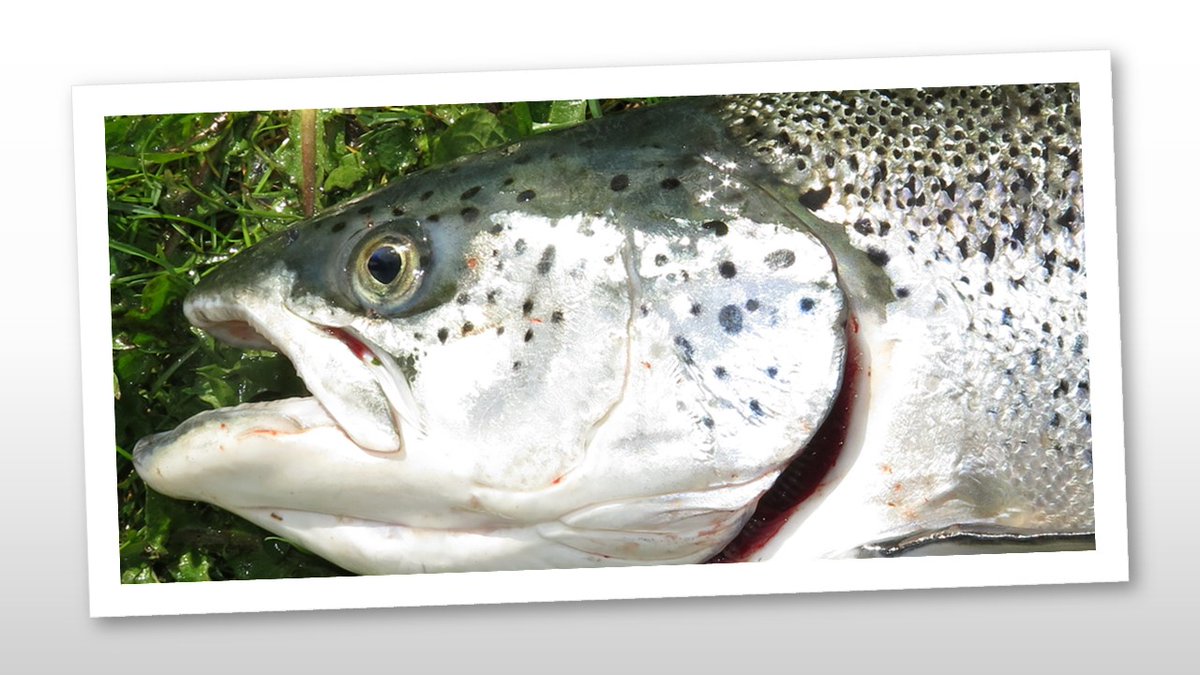 Escaped farmed salmon have a huge genetic impact on wild Atlantic salmon. Large genetic changes by hybridisation with farmed salmon are documented in 77 Norwegian salmon rivers (31% of populations). New report brage.nina.no/nina-xmlui/han… abstract in English @NINAnature @NINAforskning