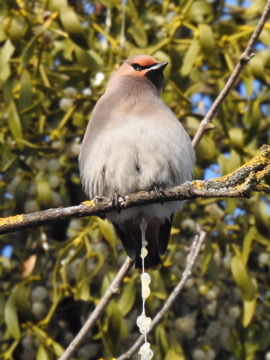 Still lots of Waxwings hanging around Košice