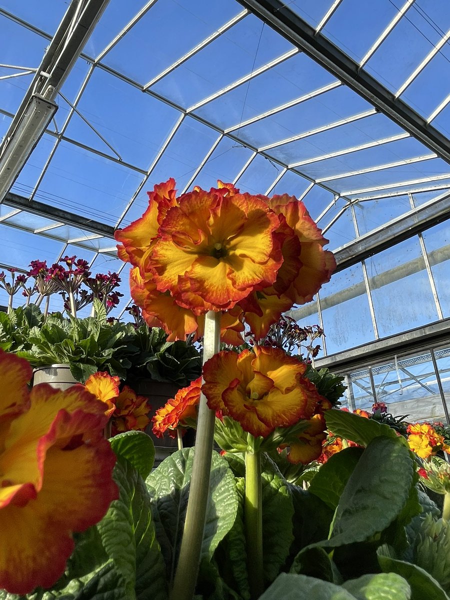 Allensmore Nurseries tweet media