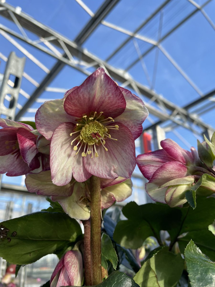 Allensmore Nurseries tweet media