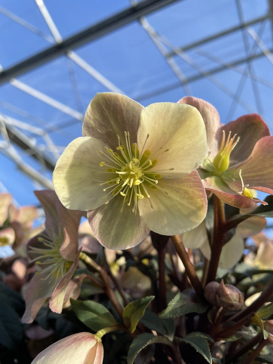 Allensmore Nurseries tweet media