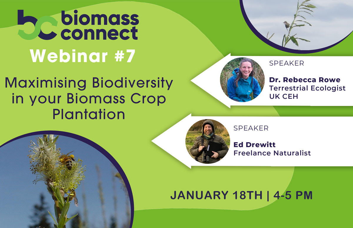 Later this week (18th at 4pm) I'll be talking about how willow and miscanthus crops can provide better homes for wildlife from recent visits and latest science. Book here: biomassconnect.org/event/biomass-… With @BiomassConnect & @KevinLindegaard #biomass #biodiversity #willow #miscanthus