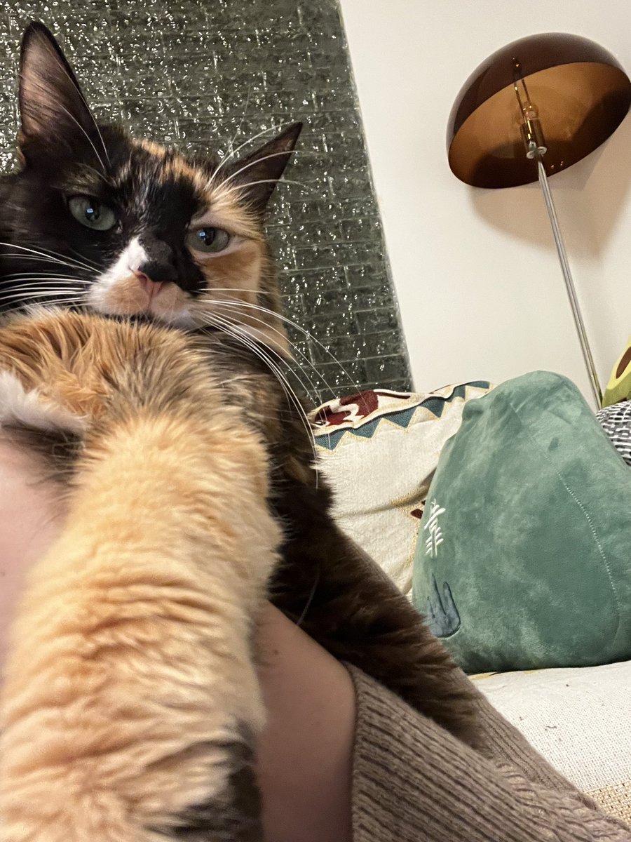 Hey pals! 🐱 

I hope you have a nice day!

#cat #CatsOfTwitter #cats #kitten #Mondayfunday