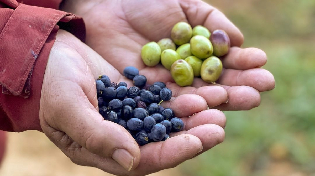coopcabaces's tweet photo. Escassa collita 2023-2024 degut a la sequera

A finals de desembre els nostres pagesos van acabar de collir les últimes olives de la campanya d’aquest any. La collita ha estat marcada per la sequera i la falta d’aigua.

Llegeix l'article complet:
https://t.co/QO0jXxoFzv https://t.co/STteYOnz1l