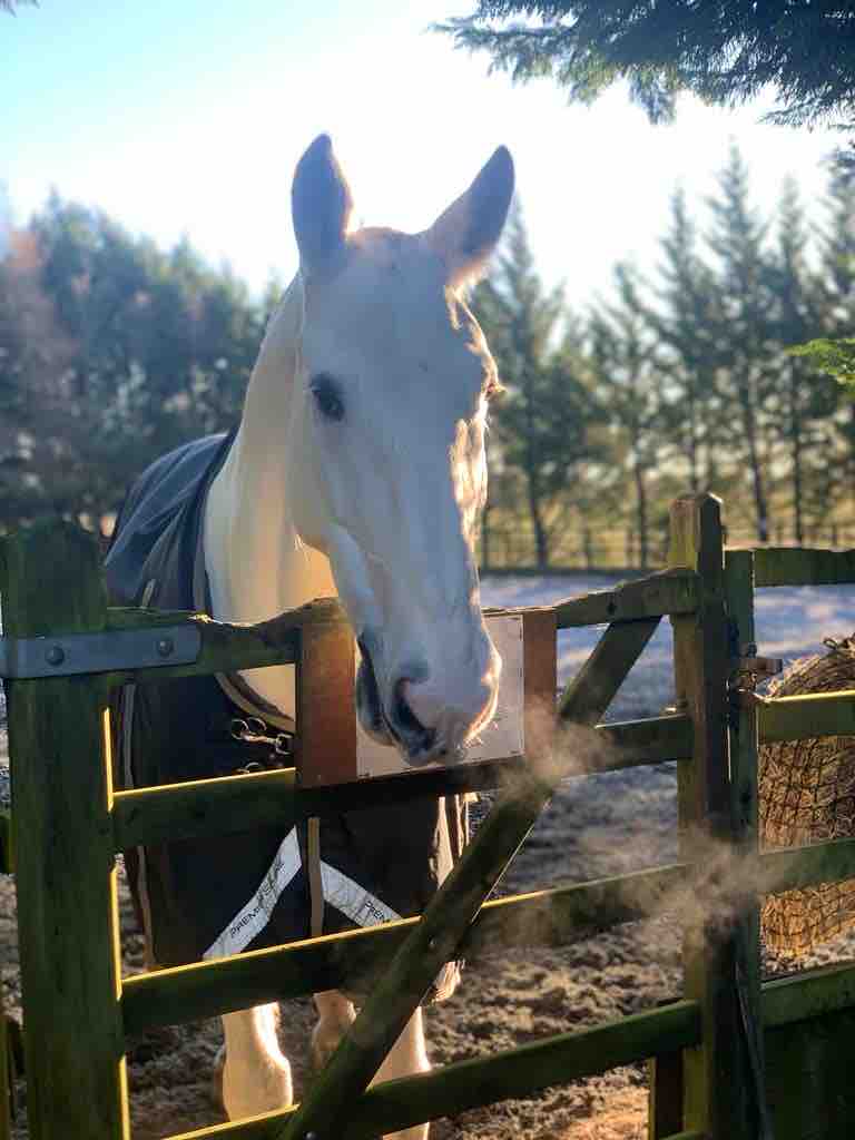 It’s a cold and frosty morning at the yard today. PH Ayr is enjoying some turn out time in the fresh air. Remember to wrap up warm today if you are out and about. Stay safe everyone and check the weather conditions before you travel. #SnowUpNorth #FrostyMorning ❄️❄️❄️