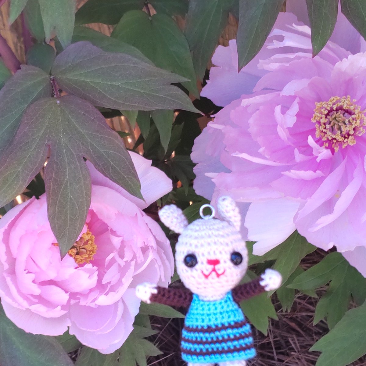 usagi_amigurumi tweet picture