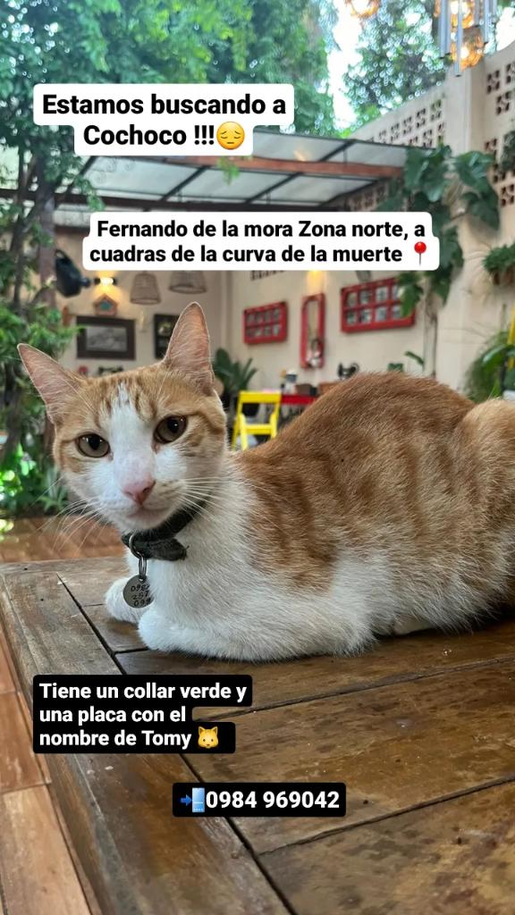 Me podrían ayudar con un RT 🙏🏼
Estamos buscando a mi gatito, responde al nombre de Cochoco y lleva un collar verde con una plaquita
📍Fernando de la Mora, zona norte a 5 cuadras de la curva de la muerte
Si alguien lo vio pueden contactarse a este número 📲0984 969042