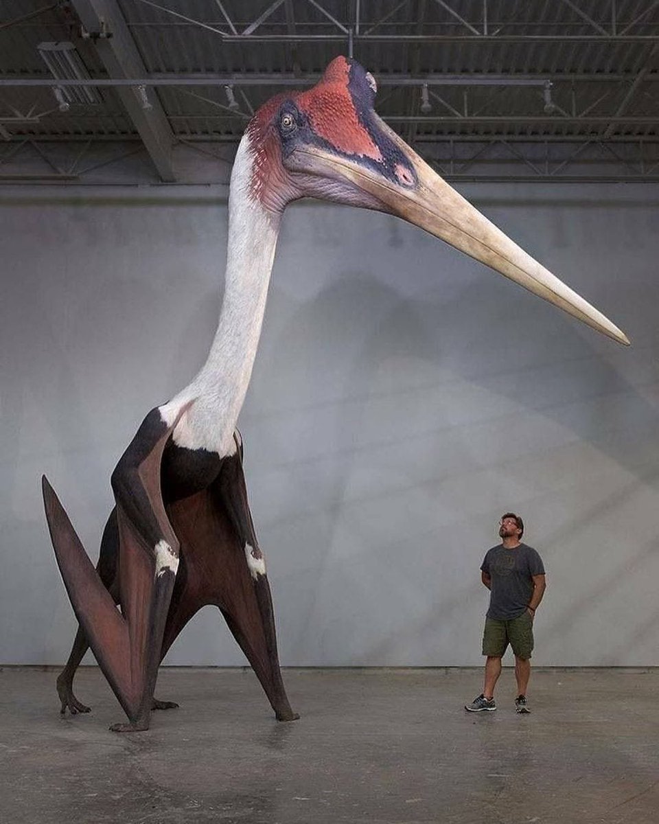 staticmowry's tweet photo. A height comparison between a 1.80 meter tall human with a Pterosaurus.

Pterosaurus is a flying reptile that lived 100-66 million years ago in the Mesozoic age. The 4-legged man was moving on the ground with his hands on the wing tips apart from his two feet and the wingspan was 10 meters wide when he was flying. Although his wings seemed small to you according to his size, he was actually a very good flier, because his bones were empty inside like a bird. Fossils of this species have been found on all continents. The first fossil belonging to Pterosaurus was found in 1807. George Cuvier, the founder of comparative anatomy and the father of scientific paleontology. Also, no one before Cuvier could have imagined that non-living creatures could have ever existed on Earth.