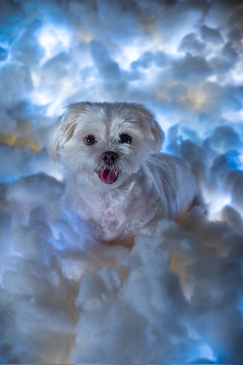 CptCaveman6's tweet photo. Cloud dogs https://t.co/P9G9lyKUWr