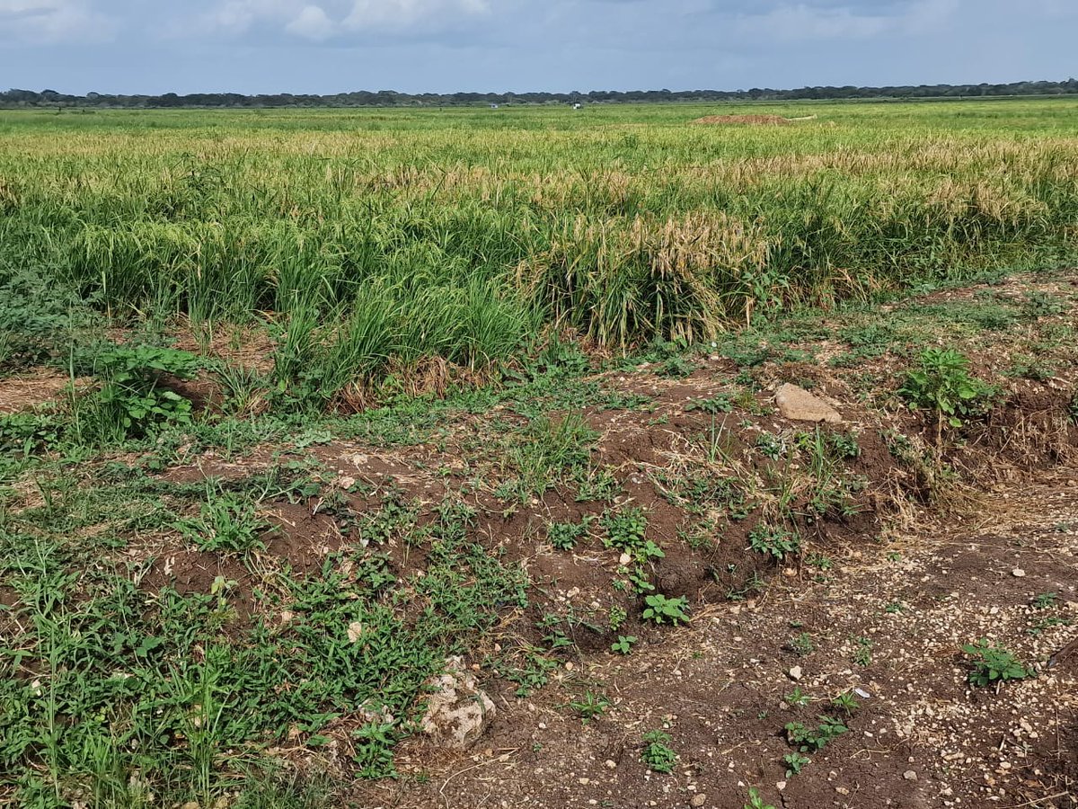 TardaKE's tweet image. 2:As representatives from various organizations, we are united in our commitment to evaluate existing infrastructure, pinpoint areas demanding immediate attention and collectively propose recommendations for sustainable enhancement of the Project. #MultiAgencyTeamAssessment #TDIP