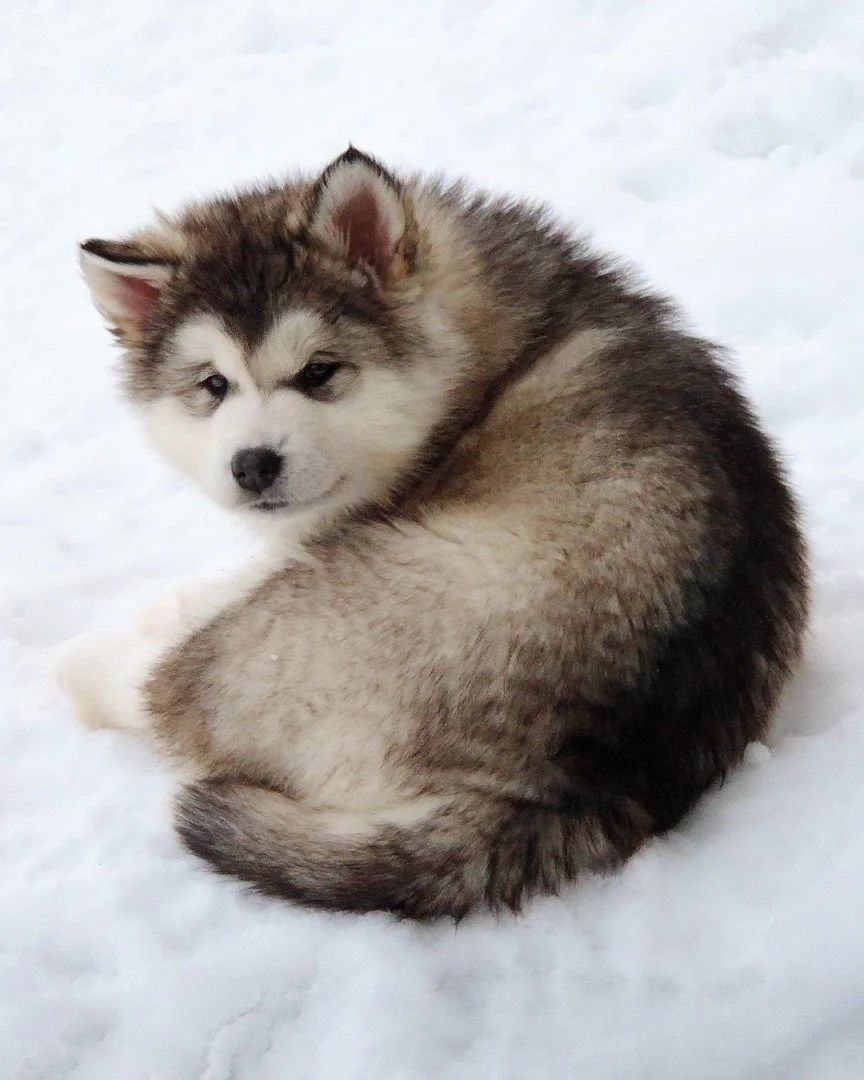 MalamuteClub's tweet photo. Malamute Baby 🐾😍❤️

👉👉 @malamuteclub for daily dose of Cute Malamute...

*No copyright intended
*All rights are reserved &amp; belong to their respective owners.
Dm for removal 🦋🦋
#alaskanmalamute https://t.co/eA5uNxPyXo