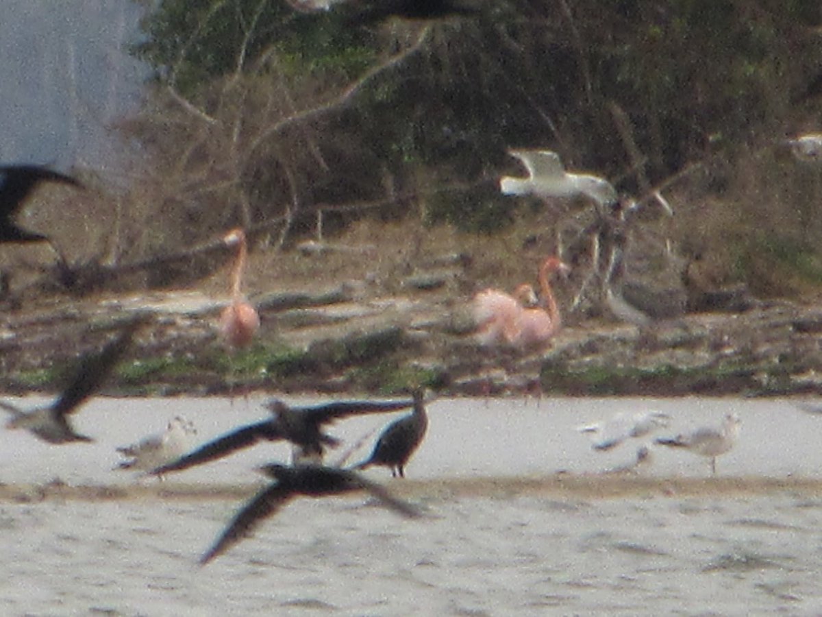 LayoverBirder's tweet photo. Florida rarities American Flamingos and Tropical Kingbird continue in opposite ends of Brevard County. Glad they stuck around for me! #birdwatching #BirdsSeenIn2024 #BirdingFlorida https://t.co/Ad7L9lNC8Y