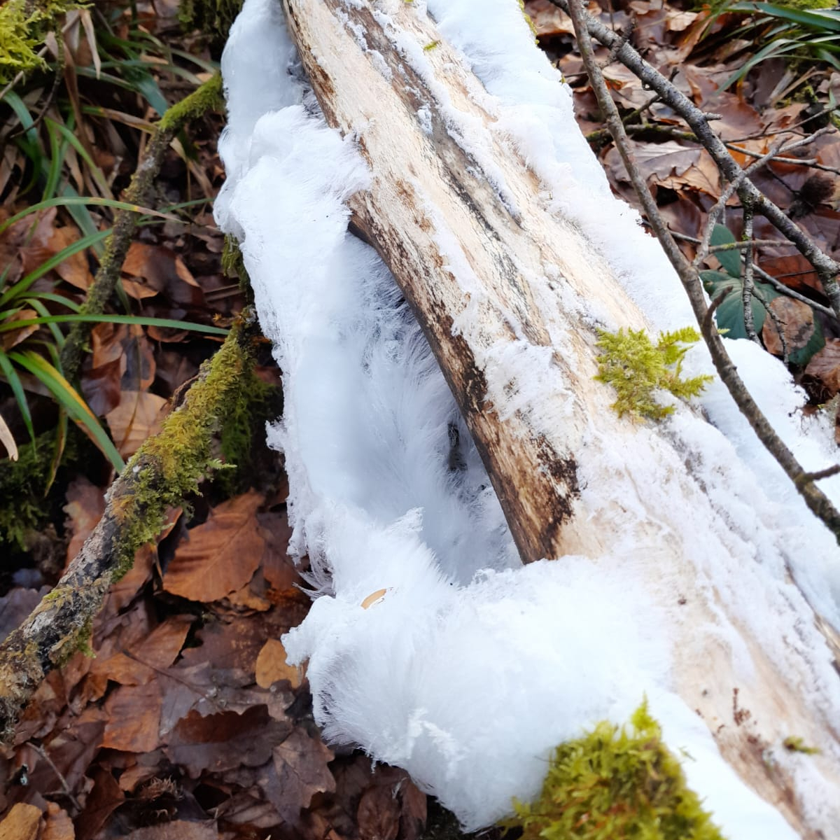 DartmoorNT's tweet image. Some beautiful frosty formations on #Dartmoor.
Have you spotted any?

1. Frozen #snow left on the high moor (📷 John T)
2. Hair ice found in woodland (📷 Ranger Lucy)
3. Ice formations in the peat on South West Dartmoor (📷 Ranger Pete)
4. #Icicles at Lydford Gorge (📷 Rose C)
