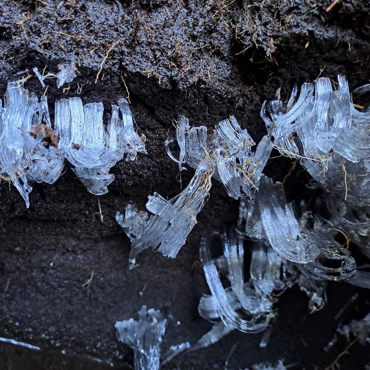 DartmoorNT's tweet image. Some beautiful frosty formations on #Dartmoor.
Have you spotted any?

1. Frozen #snow left on the high moor (📷 John T)
2. Hair ice found in woodland (📷 Ranger Lucy)
3. Ice formations in the peat on South West Dartmoor (📷 Ranger Pete)
4. #Icicles at Lydford Gorge (📷 Rose C)