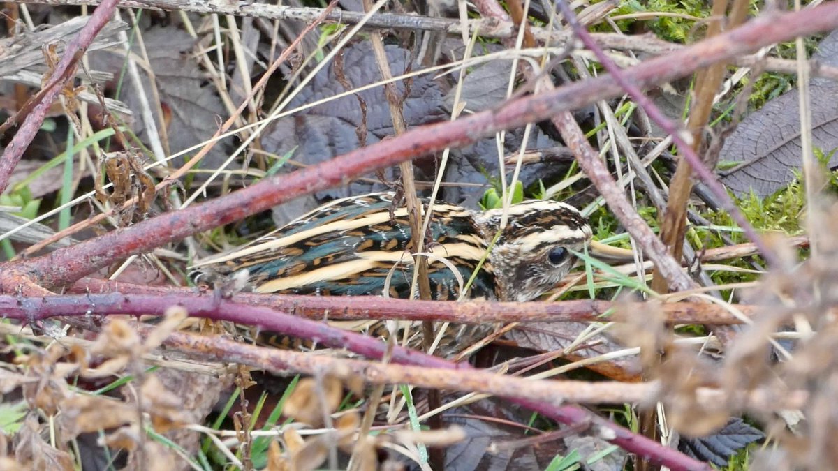 Focus Environmental Consultants 🦇 (@focus_environ) on Twitter photo Our Ecologist <a href="/JoshT01UK/">Josh Toogood</a> photographed this Jack Snipe whilst completing a non-breeding (winter) bird survey on a brownfield site. 😃These tiny birds are incredibly well camouflaged which makes them very difficult to spot!🧐
#jacksnipe #wildlife #birds <a href="/Natures_Voice/">RSPB</a> <a href="/BTO_GBW/">BTO Garden BirdWatch</a> Our Ecologist <a href="/JoshT01UK/">Josh Toogood</a> photographed this Jack Snipe whilst completing a non-breeding (winter) bird survey on a brownfield site. 😃These tiny birds are incredibly well camouflaged which makes them very difficult to spot!🧐
#jacksnipe #wildlife #birds <a href="/Natures_Voice/">RSPB</a> <a href="/BTO_GBW/">BTO Garden BirdWatch</a>
