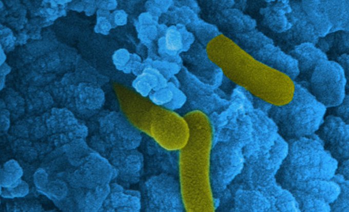 ukbiofilms's tweet photo. 📌The 19th International Biodeterioration and Biodegradation Symposium (@ibbs_online) will take place from 9-12 September 2024 in Germany and will address a broad range of #research on #biodeterioration and #biodegradation.

Submit your #IBBS abstract https://t.co/EZVg33FfBW https://t.co/FveI4TZJ1h
