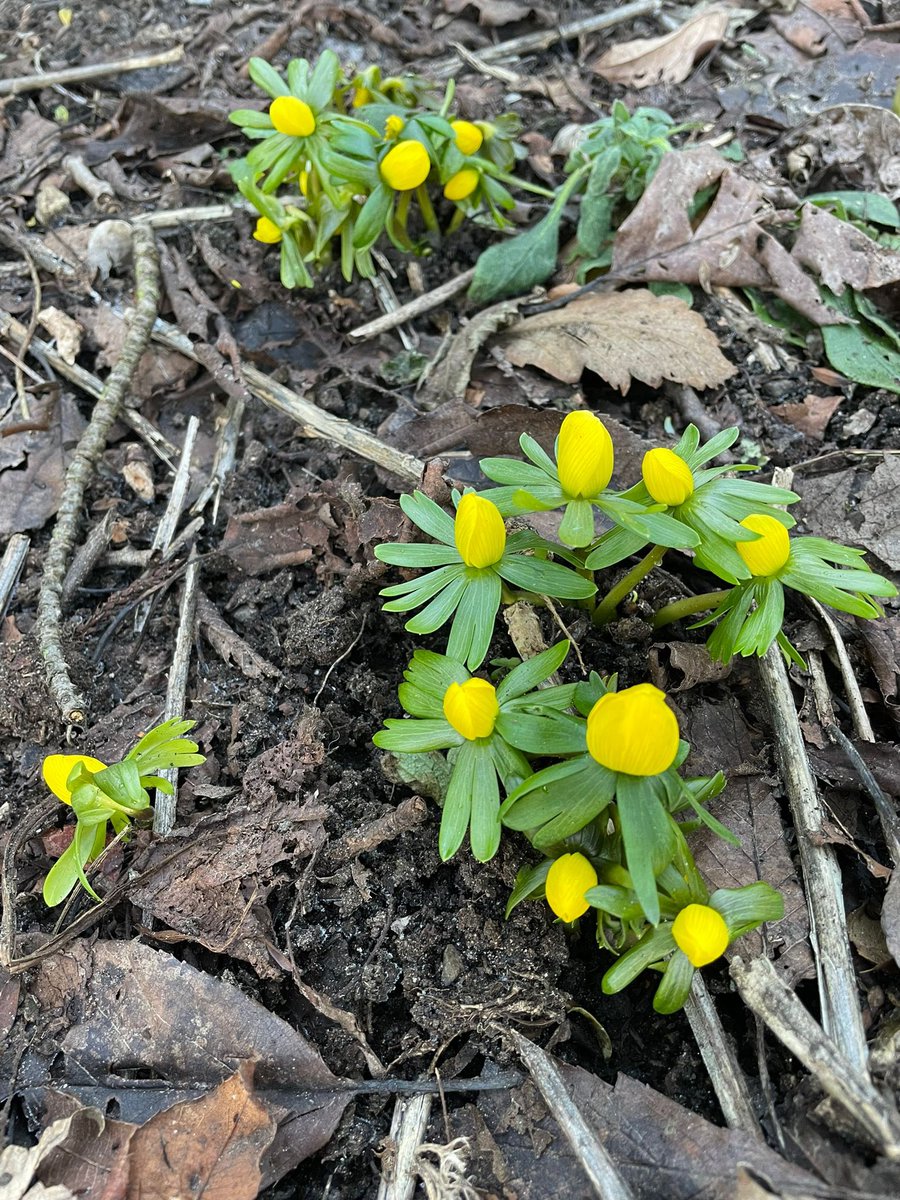 StarbankPark's tweet photo. Beat those Monday blues with a visit to @StarbankPark. These perky winter aconites are spreading their beautiful yellow joyful flowers around the park or stop and see our delicate snowdrops! #brewMonday #cheerishflowers #springisaroundthecorner https://t.co/yROG3s5h2i