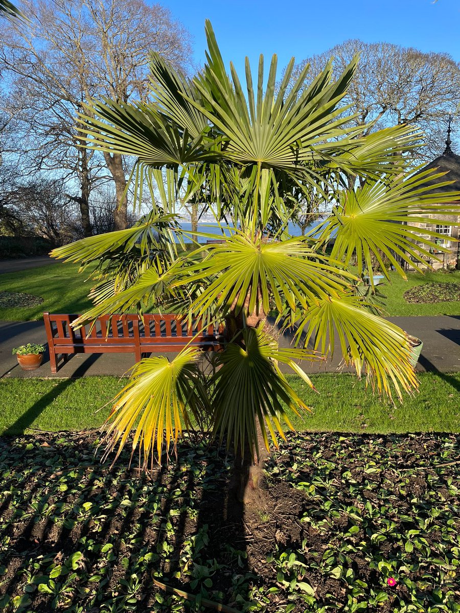 StarbankPark's tweet photo. Beat those Monday blues with a visit to @StarbankPark. These perky winter aconites are spreading their beautiful yellow joyful flowers around the park or stop and see our delicate snowdrops! #brewMonday #cheerishflowers #springisaroundthecorner https://t.co/yROG3s5h2i
