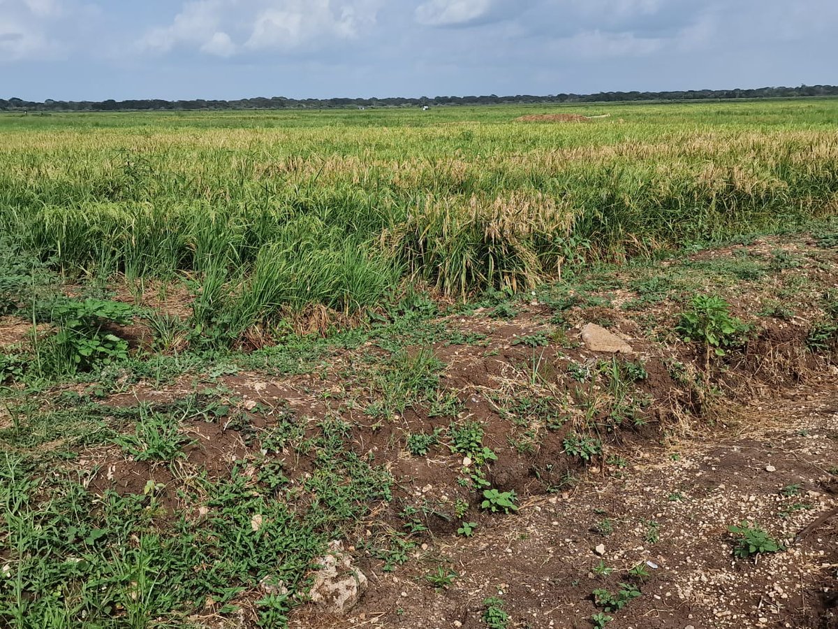 TardaKE's tweet image. 5: This collaborative effort signifies a dedication to overcoming challenges, ensuring the success and longevity of the TDIP Project. At @TardaKE we're keen on navigating the path of progress, as we look forward to shaping a resilient and thriving #foodsecure future for 🇰🇪. #TDIP