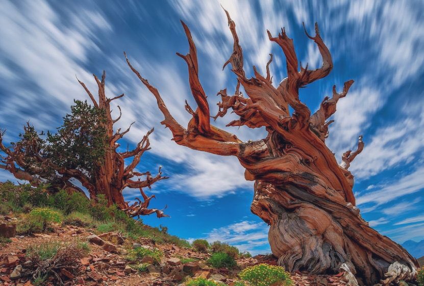 Imagine meeting someone who was alive when Stonehenge & the pyramids of Egypt were built 5,000 years ago. Daft yes? Well what about a tree that was alive then, and still is. The Great Basin Bristlecone Pines of California 🌲