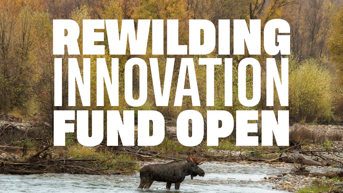 It’s back! The Rewilding Innovation Fund is open.

Are you starting up, scaling up or wanting to launch a new idea or partnership?💡Then apply for funding – of up £15,000 – to move your #rewilding journey forward.

Find out more and apply: 
rewildingbritain.org.uk/how-to-rewild/…