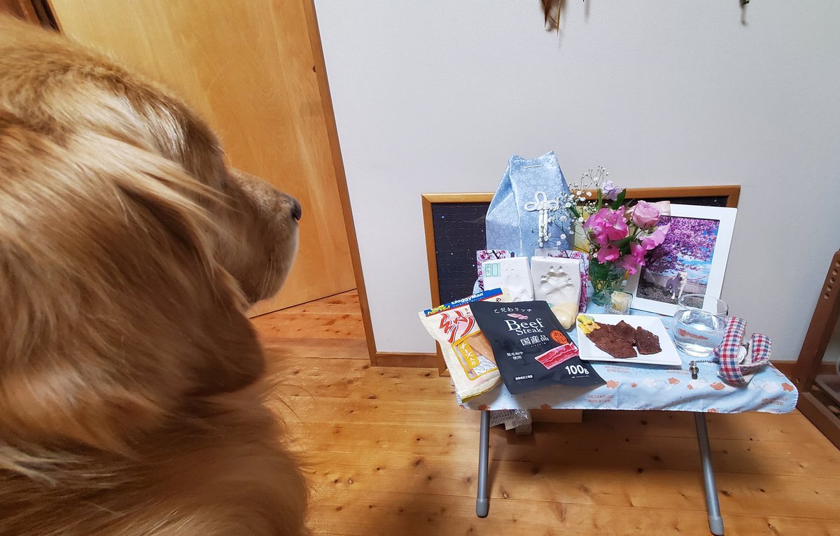 ceuXceu's tweet photo. 今日は先代犬の命日
もう6年、まだ6年
今でもずっと可愛いし寂しい
会いたい抱きしめたい
一緒に走りたいよ😢 https://t.co/xwSEwRZD2X
