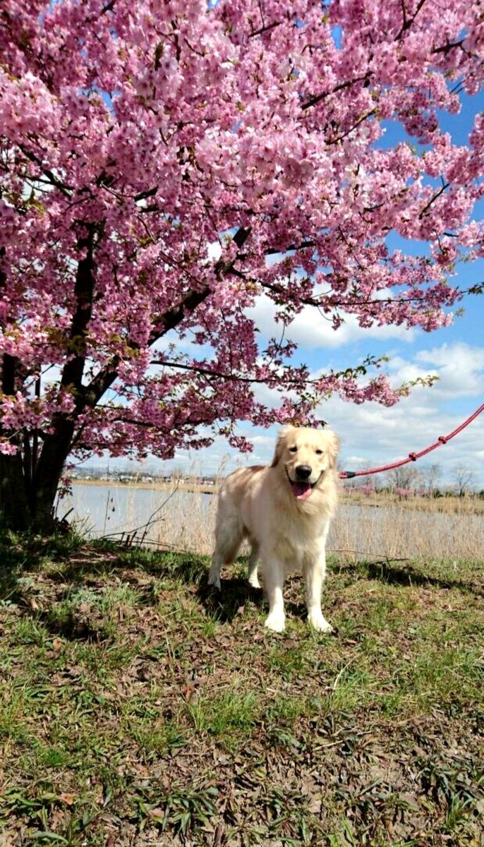 ceuXceu's tweet photo. 今日は先代犬の命日
もう6年、まだ6年
今でもずっと可愛いし寂しい
会いたい抱きしめたい
一緒に走りたいよ😢 https://t.co/xwSEwRZD2X