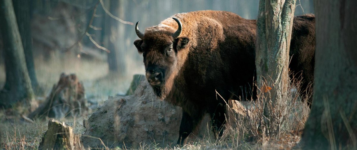 zagrozeni's tweet photo. Hej! 🐻
Wiedzieliście, że aż 147 gatunków zwierząt w Polsce jest zagrożonych, z czego aż 89 krytycznie? Tutaj macie przykładowe zagrożone gatunki: https://t.co/hhSiyekMUj